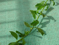 ファイル 1981-4.jpg