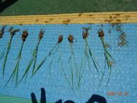 ファイル 2034-2.jpg