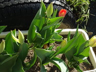 ファイル 2171-1.jpg