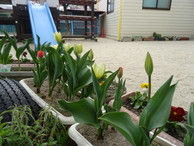 ファイル 2171-2.jpg